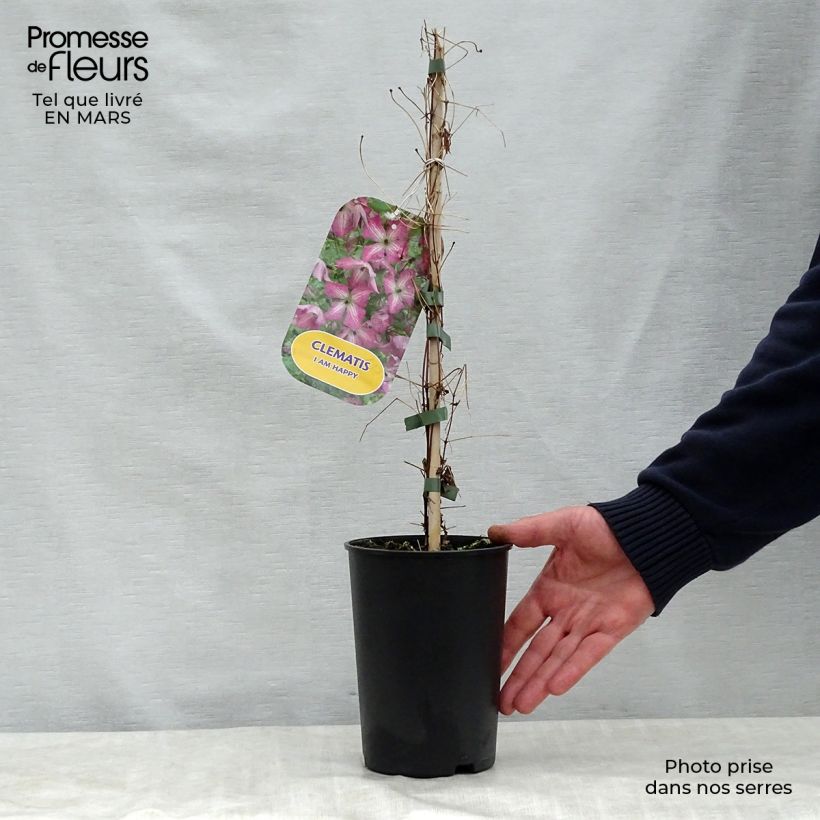 Spécimen de Clématite - Clematis I am Happy Pot de 2L/3L tel que livré au printemps