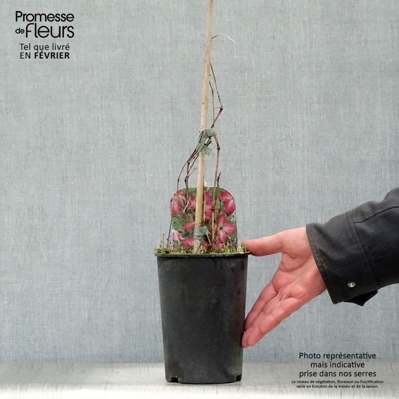 Spécimen de Clématite - Clematis I am Happy Pot de 2L/3L tel que livré en hiver