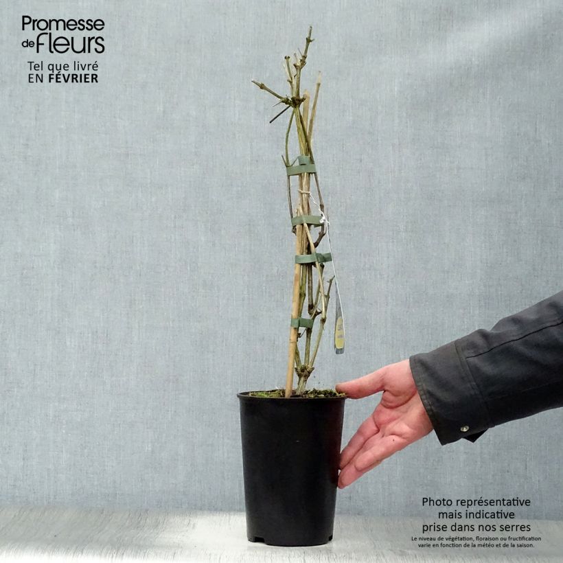 Spécimen de Clématite - Clematis I am Stanislaus Pot de 2L/3L tel que livré en hiver