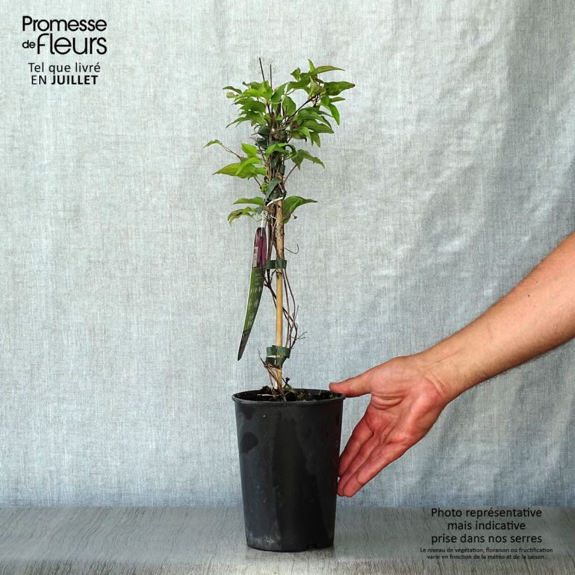 Spécimen de Clématite - Clematis Isabella Pot de 2L/3L tel que livré en été