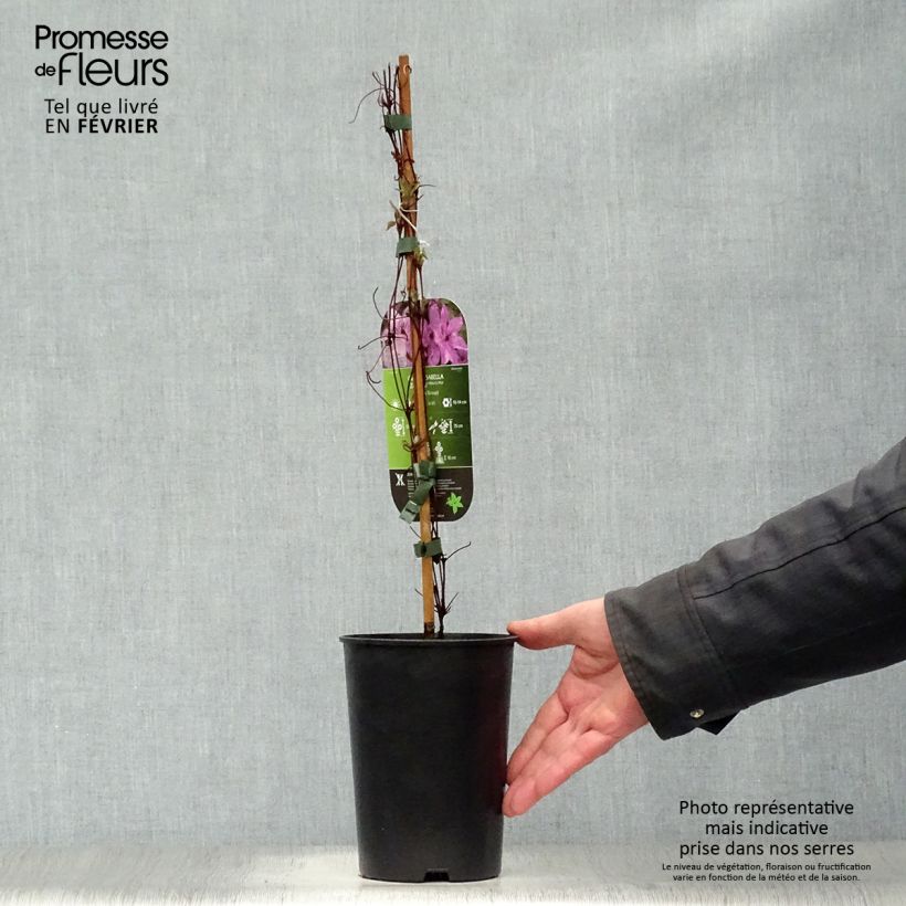 Spécimen de Clématite - Clematis Isabella Pot de 2L/3L tel que livré en hiver