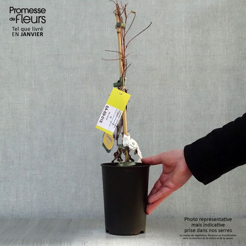 Spécimen de Clématite - Clematis Ivan Olsson Pot de 2L/3L tel que livré en hiver