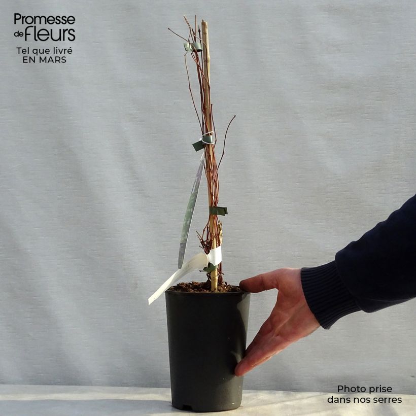 Amostra de Clematis Jan Fopma Vaso de 2 L/3 L tal como entregue na primavera