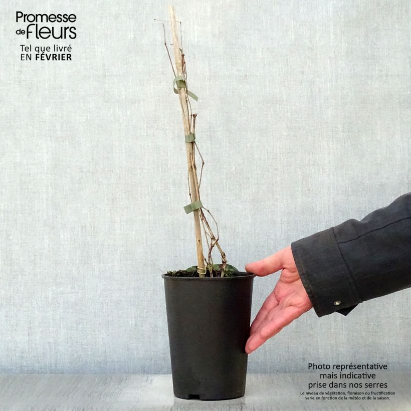 Spécimen de Clématite - Clematis Jan Fopman Pot de 2L/3L tel que livré en hiver