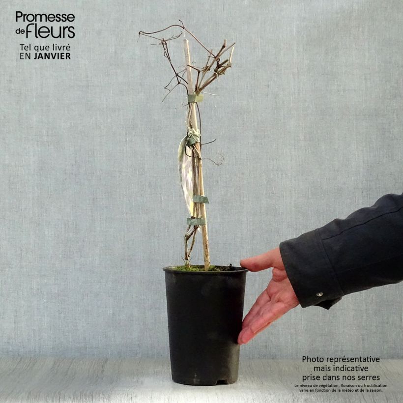 Spécimen de Clématite - Clematis Jenny Pot de 2L/3L tel que livré en hiver
