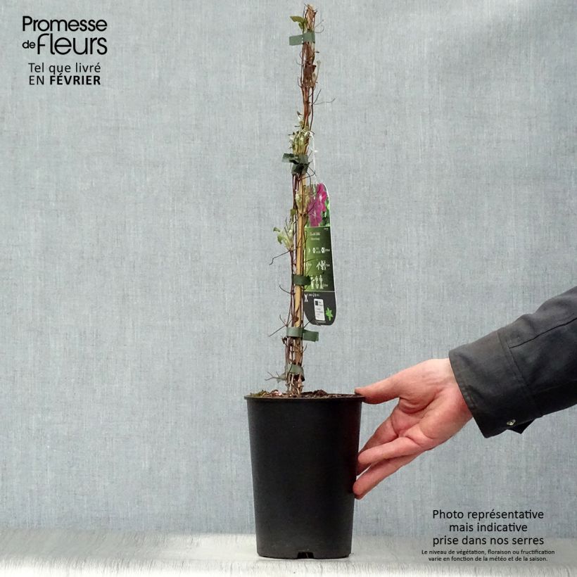 Spécimen de Clématite - Clematis Julka Pot de 1,5L/2L tel que livré en hiver