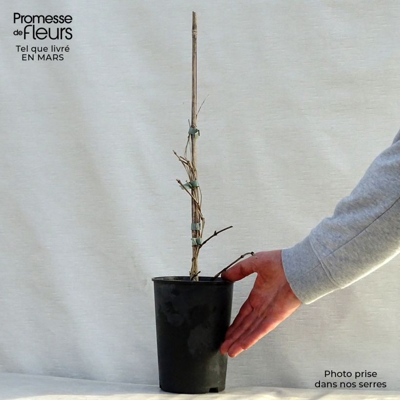 Spécimen de Clématite - Clematis Juuli Pot de 2L/3L tel que livré au printemps