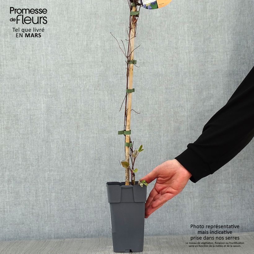 Spécimen de Clématite - Clematis Juuli Pot de 2L/3L tel que livré en hiver