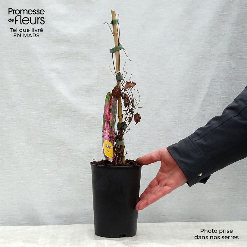 Spécimen de Clématite - Clematis Kaen Pot de 2L/3L tel que livré au printemps