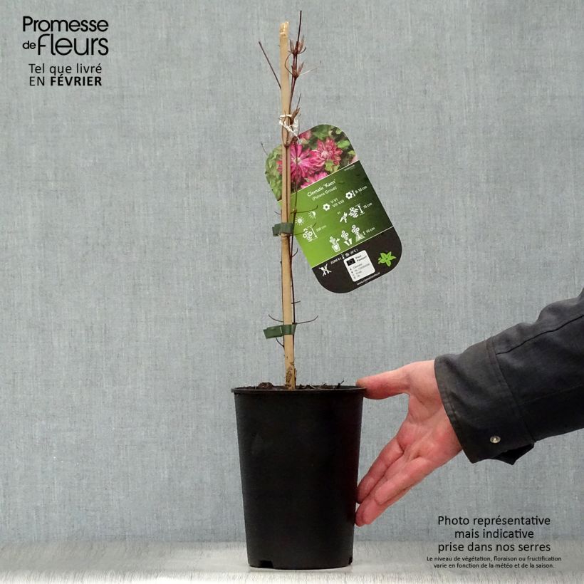 Spécimen de Clématite - Clematis Kaen Pot de 2L/3L tel que livré en hiver