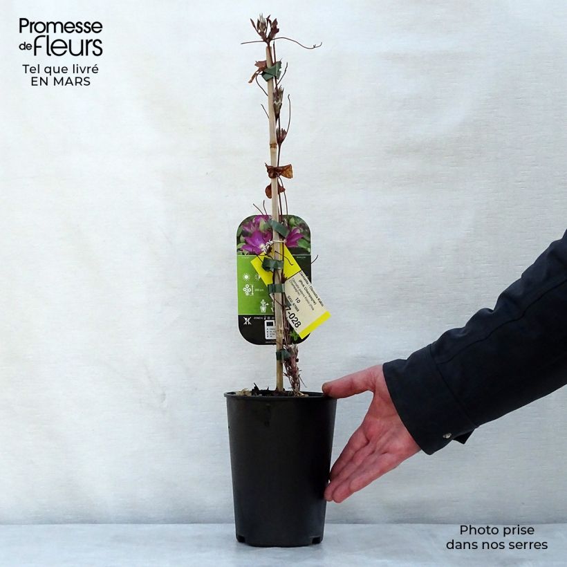 Spécimen de Clématite - Clematis Kakio (Pink Champagne) Pot de 2L/3L tel que livré au printemps