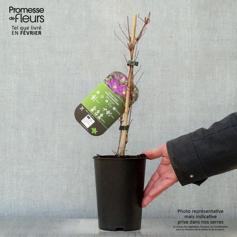 Spécimen de Clématite - Clematis Kakio (Pink Champagne) Pot de 2L/3L tel que livré en hiver
