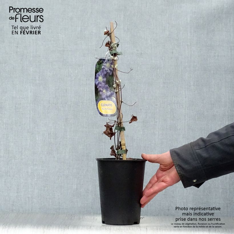 Spécimen de Clématite - Clematis Kiri Te Kanawa Pot de 2L/3L tel que livré en hiver