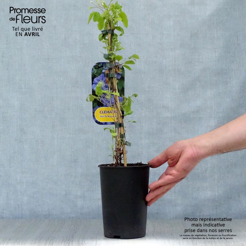 Clematis Kiri Te Kanawa - Clematide Vaso da 2L/3L esemplare consegnato in primavera