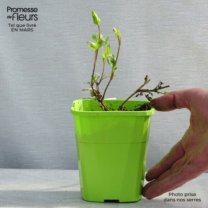 Spécimen de Clématite - Clematis Kokonoe Pot de 1L/1,5L tel que livré au printemps