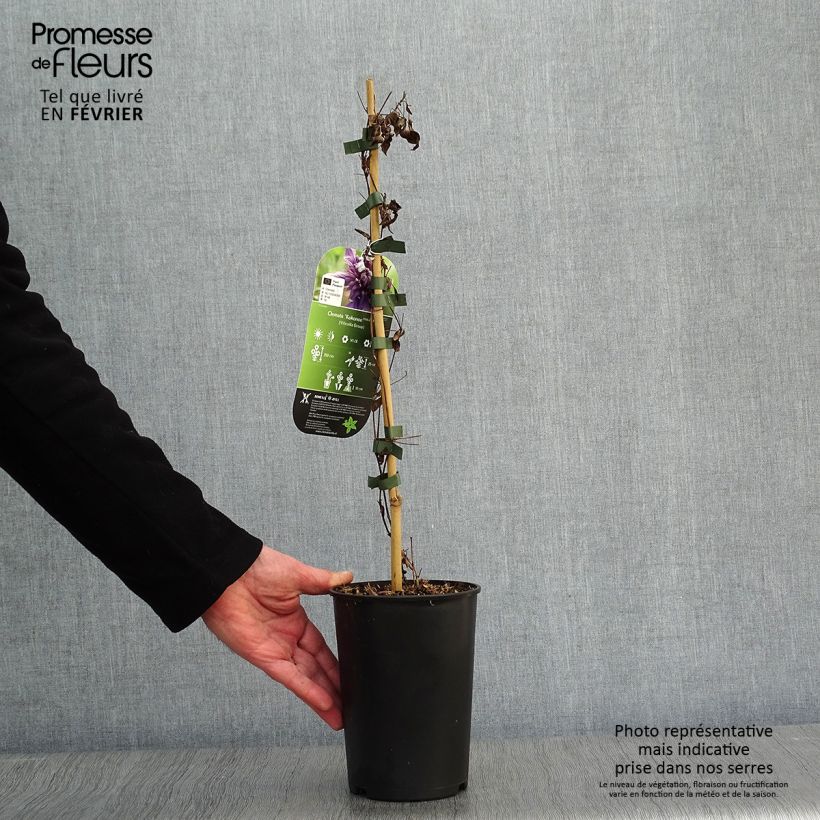 Spécimen de Clématite - Clematis Kokonoe Pot de 2L/3L tel que livré en hiver