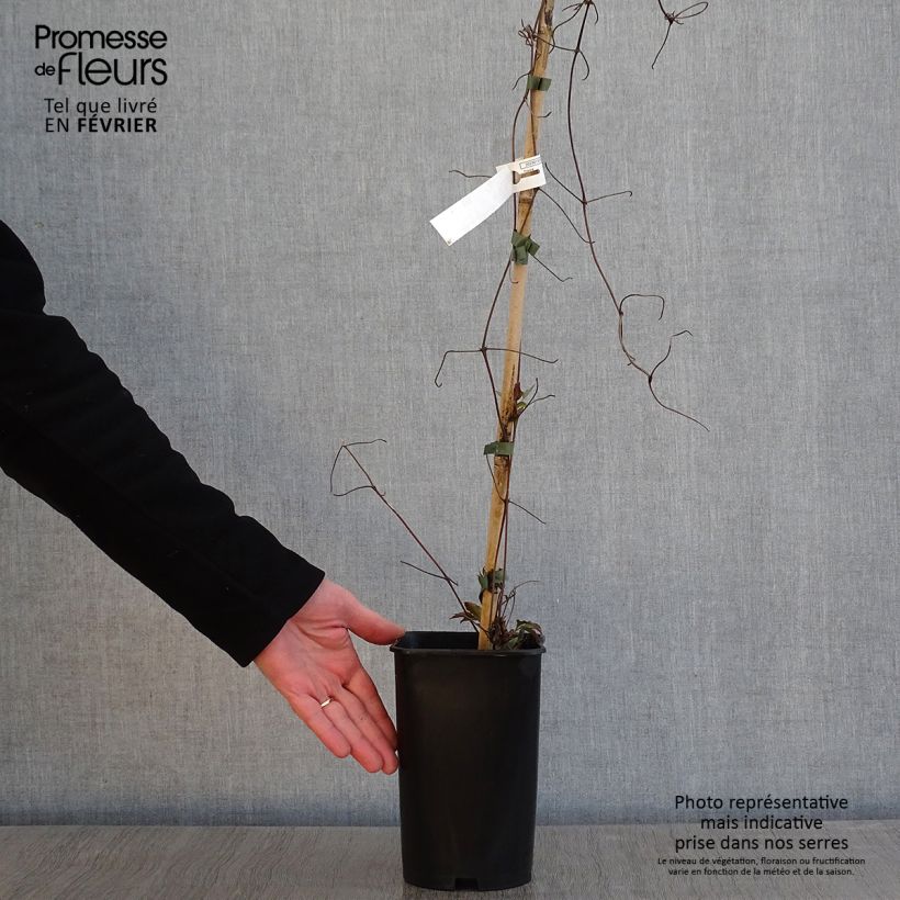 Spécimen de Clématite - Clematis Lasurstern Pot de 1,5L/2L tel que livré en hiver
