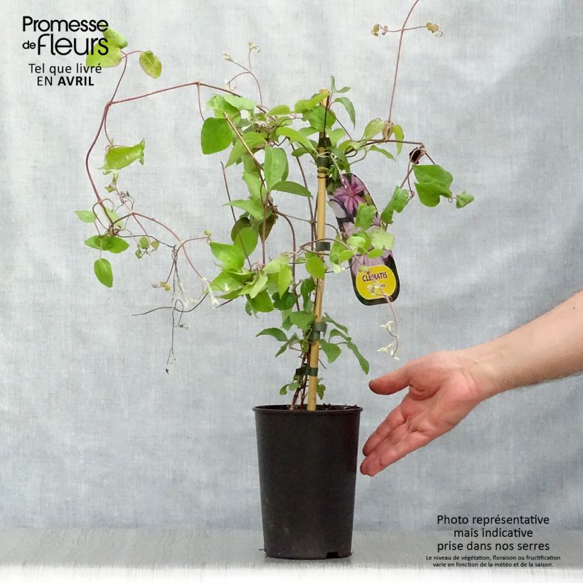 Spécimen de Clématite - Clematis Lawsoniana Pot de 1,5L/2L tel que livré au printemps