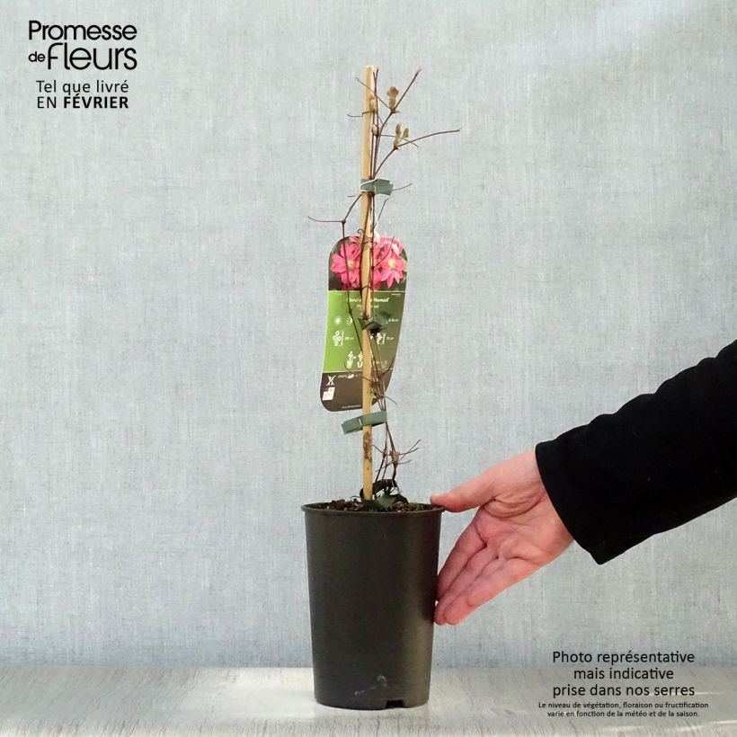 Spécimen de Clématite - Clematis Little Mermaid Pot de 2L/3L tel que livré en hiver