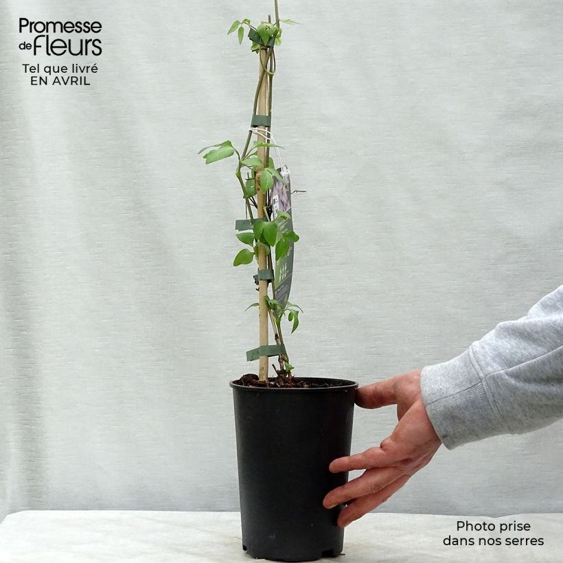 Amostra de Clematis Lucky Charm Vaso de 2 L/3 L tal como entregue na primavera