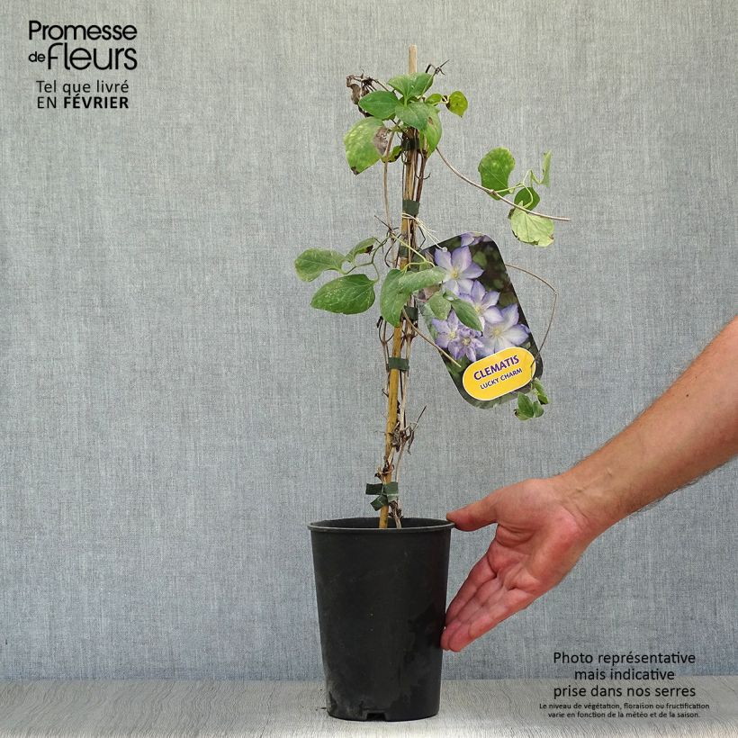 Spécimen de Clématite - Clematis Lucky Charm Pot de 2L/3L tel que livré en automne