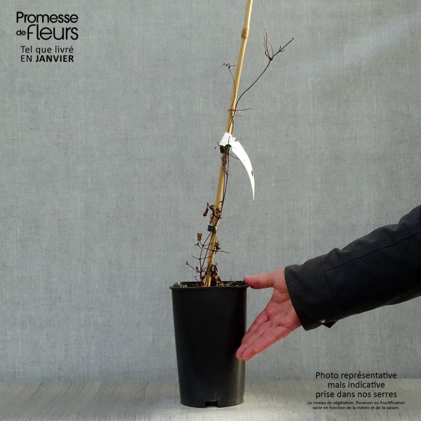 Spécimen de Clématite  - Clematis Madame Edouard André Pot de 2L/3L tel que livré en hiver