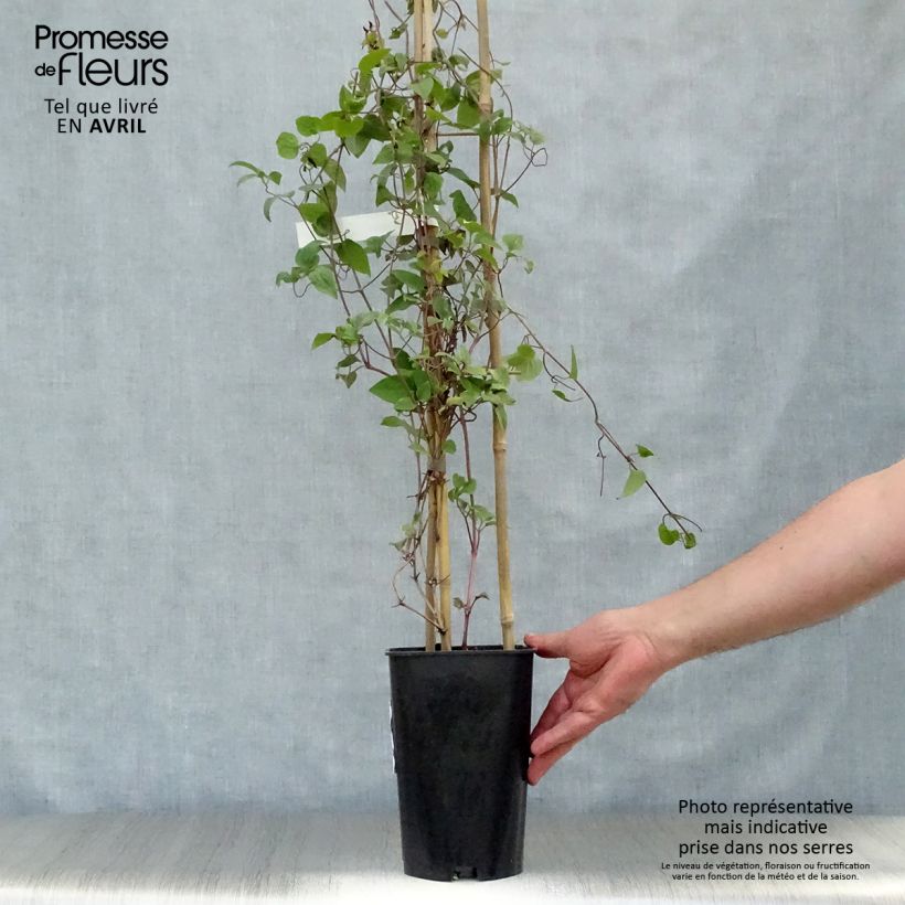 Spécimen de Clématite  - Clematis Madame Edouard André Pot de 2L/3L tel que livré au printemps