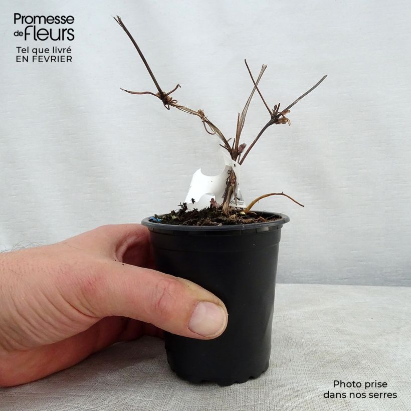 Spécimen de Clématite - Clematis Miss Bateman Godet de 8/9 cm tel que livré en hiver