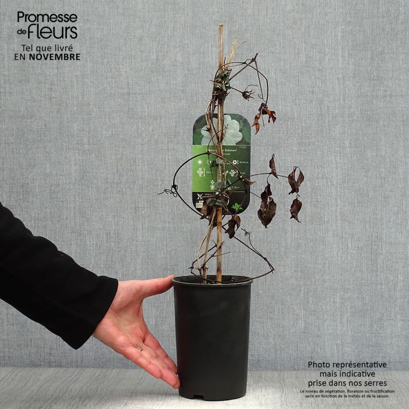Spécimen de Clématite - Clematis Miss Bateman Pot de 2L/3L tel que livré en automne