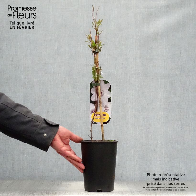 Spécimen de Clématite - Clematis Miss Bateman Pot de 2L/3L tel que livré en hiver
