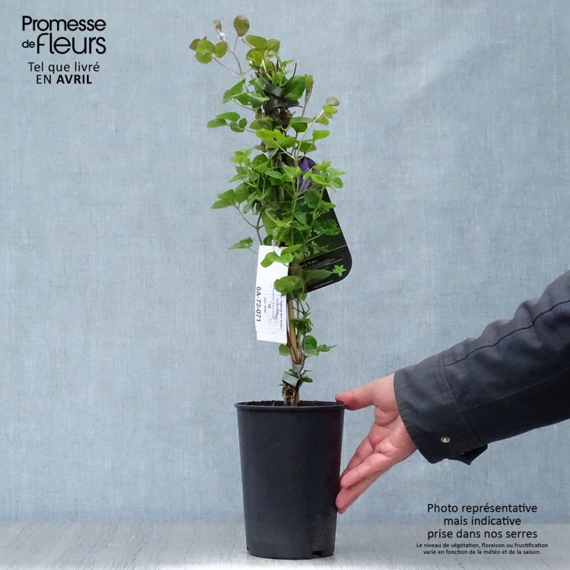 Spécimen de Clématite - Clematis Mon Amour Pot de 2L/3L tel que livré au printemps