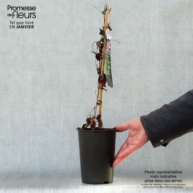 Spécimen de Clématite - Clematis Morning Star Pot de 2L/3L tel que livré en hiver