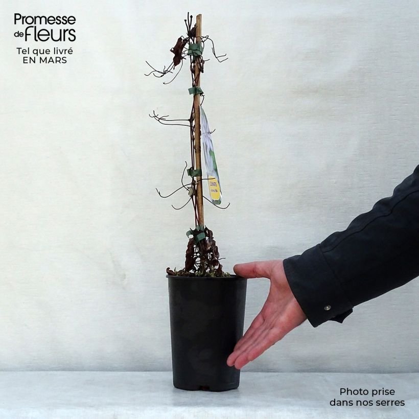 Clematis Morning Star - Clematide Vaso da 2L/3L esemplare consegnato in primavera