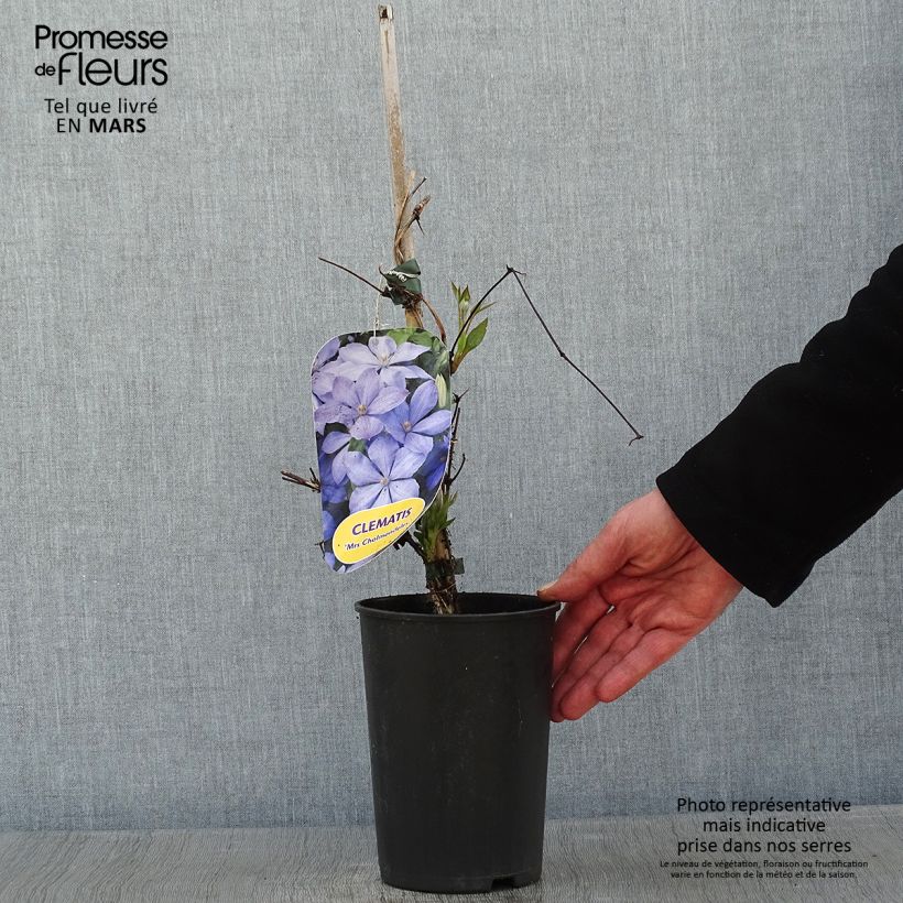 Spécimen de Clématite - Clematis Mrs Cholmondeley Pot de 1,5L/2L tel que livré en hiver