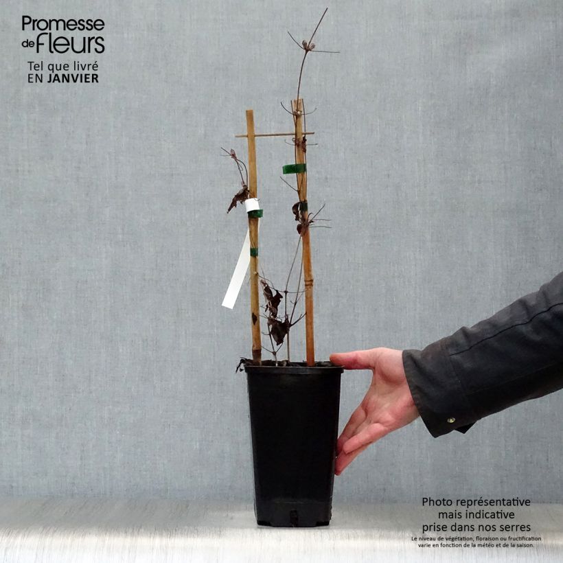 Spécimen de Clématite - Clematis Mrs. Georges Jackman Pot de 2L/3L tel que livré en hiver