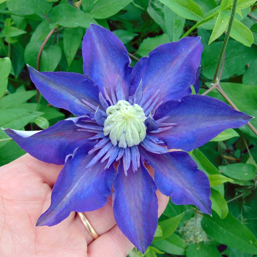 Clematis Multi Blue (Floração)