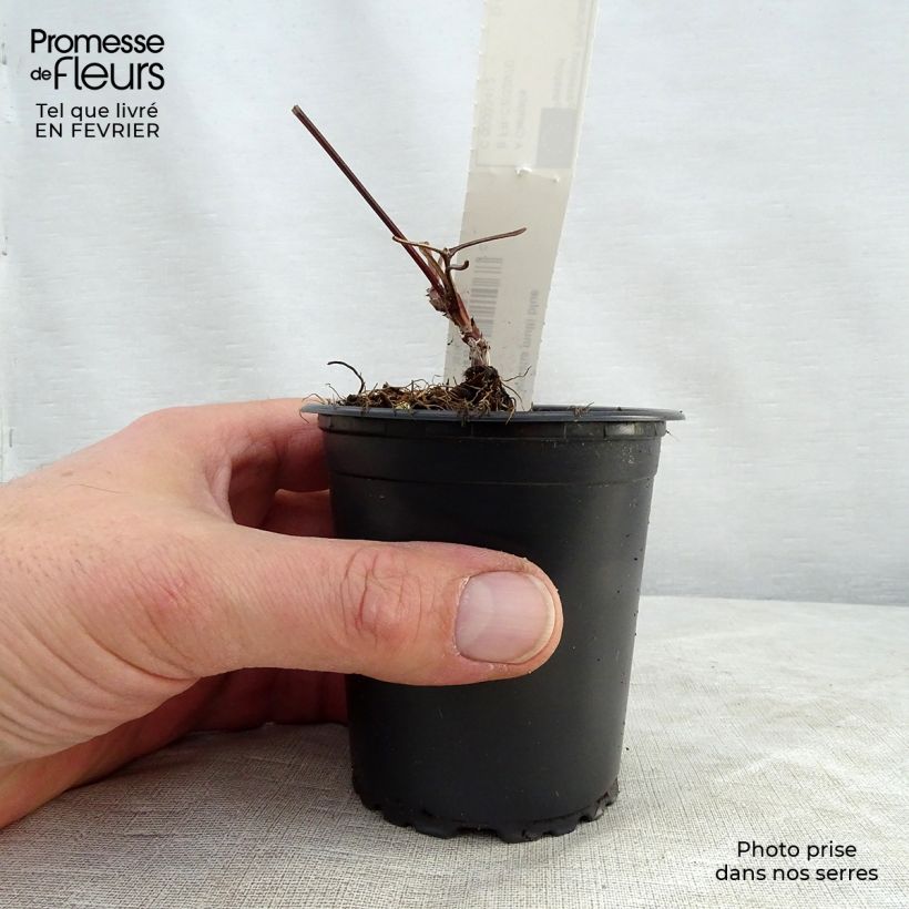 Spécimen de Clématite - Clematis Multi Blue Godet de 8/9 cm tel que livré en hiver