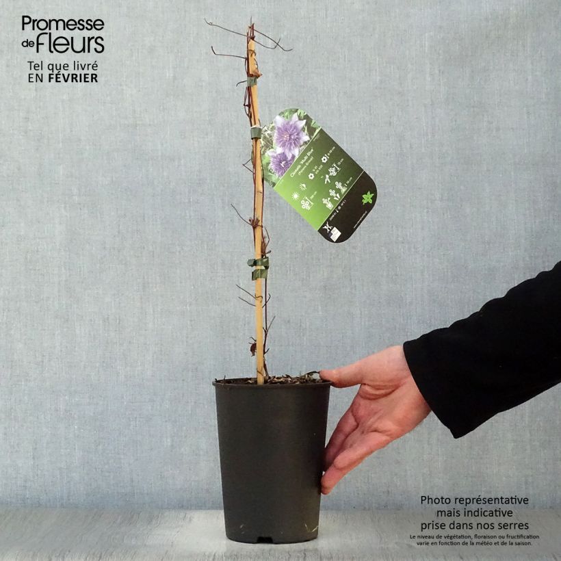 Spécimen de Clématite - Clematis Multi Blue Pot de 2L/3L tel que livré en hiver