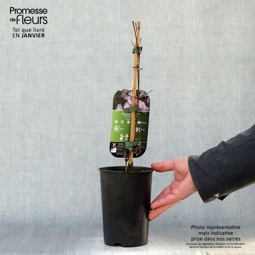 Spécimen de Clématite - Clematis Multi Pink Pot de 2L/3L tel que livré en hiver
