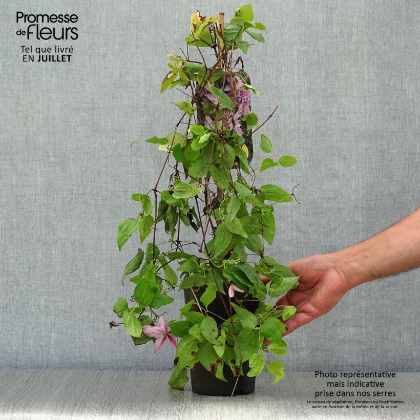 Spécimen de Clématite - Clematis Multi Pink Pot de 2L/3L tel que livré en été