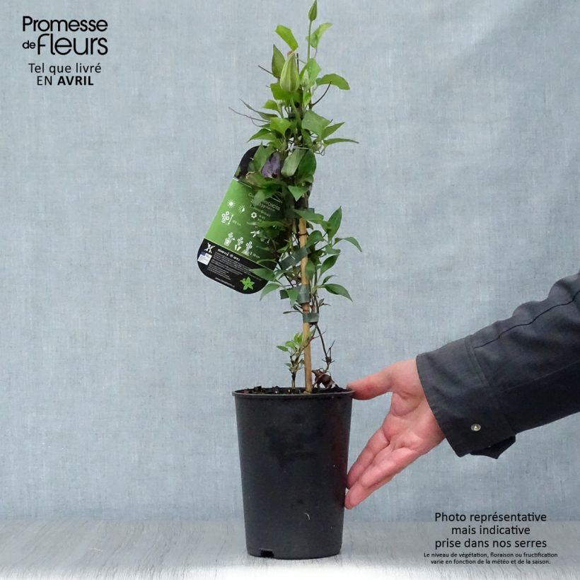Spécimen de Clématite -Clematis Myosotis Pot de 2L/3L tel que livré au printemps