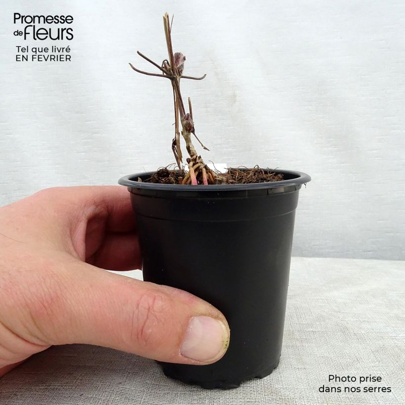 Spécimen de Clématite - Clematis Nelly Moser Godet de 8/9 cm tel que livré en hiver