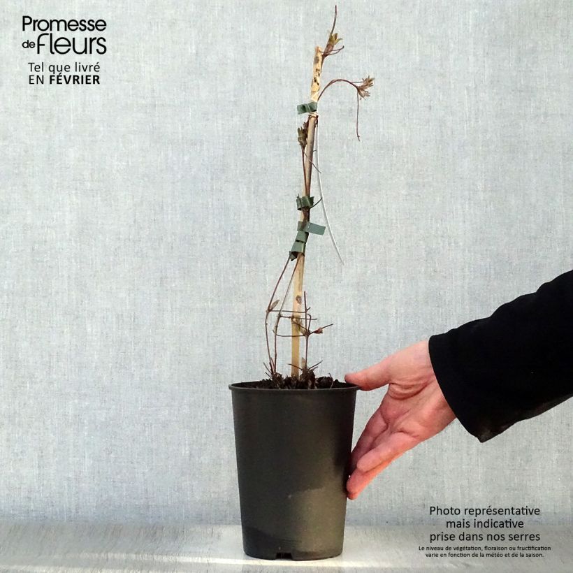 Spécimen de Clématite - Clematis Nelly Moser Pot de 2L/3L tel que livré en hiver