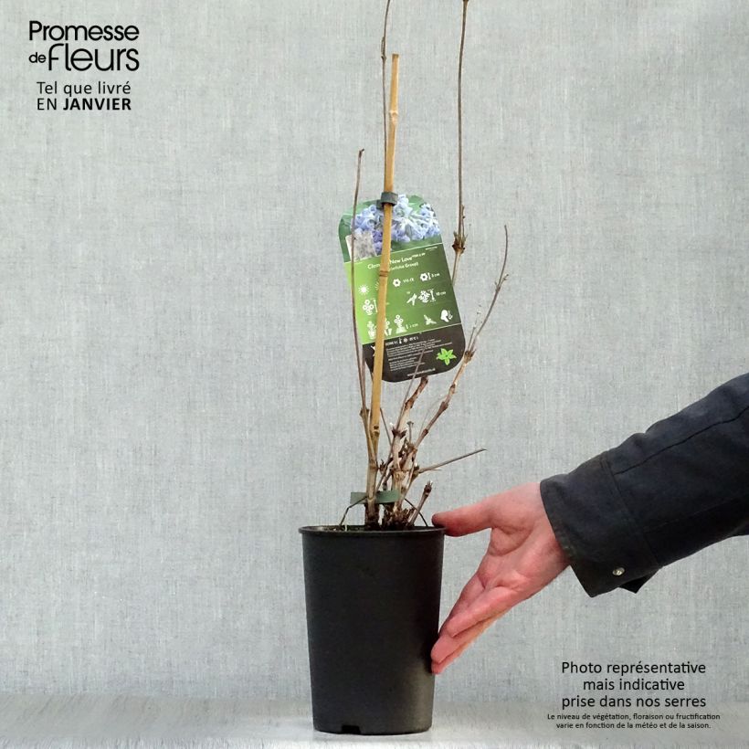 Spécimen de Clématite - Clematis New Love Pot de 2L/3L tel que livré en hiver