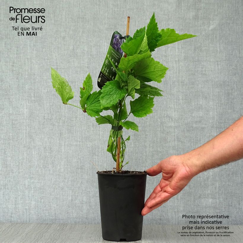 Spécimen de Clématite - Clematis New Love Pot de 2L/3L tel que livré au printemps