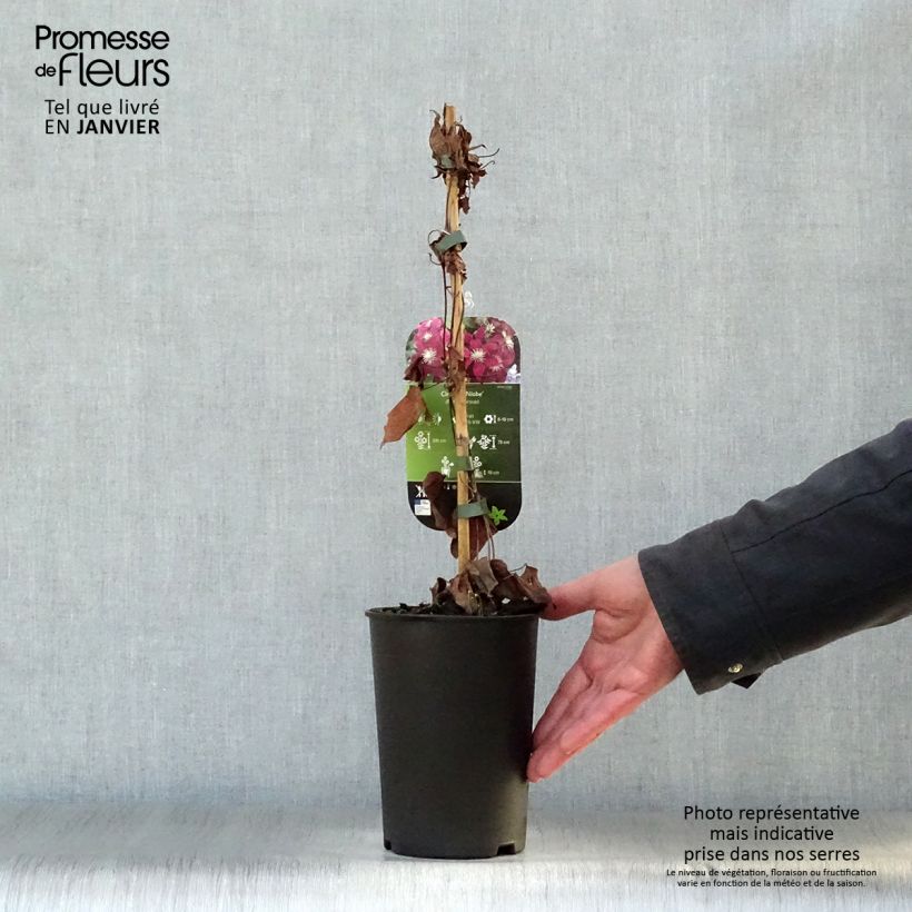 Spécimen de Clématite - Clematis Niobe Pot de 2L/3L tel que livré en hiver