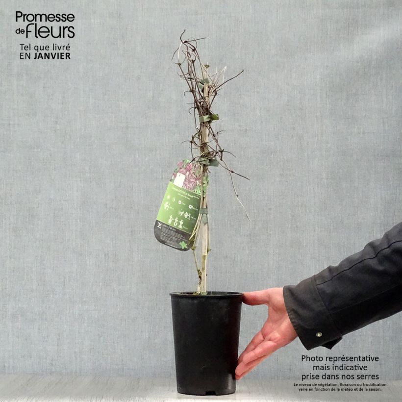 Spécimen de Clématite - Clematis Octopus Pot de 2L/3L tel que livré en hiver
