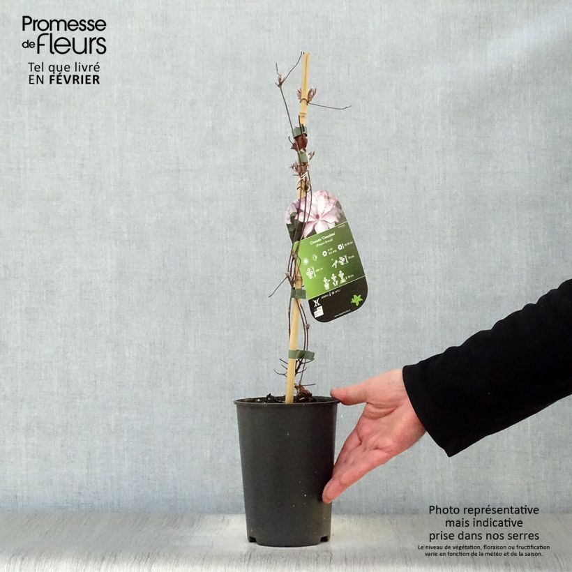 Spécimen de Clématite - Clematis Omoshiro Pot de 2L/3L tel que livré en hiver