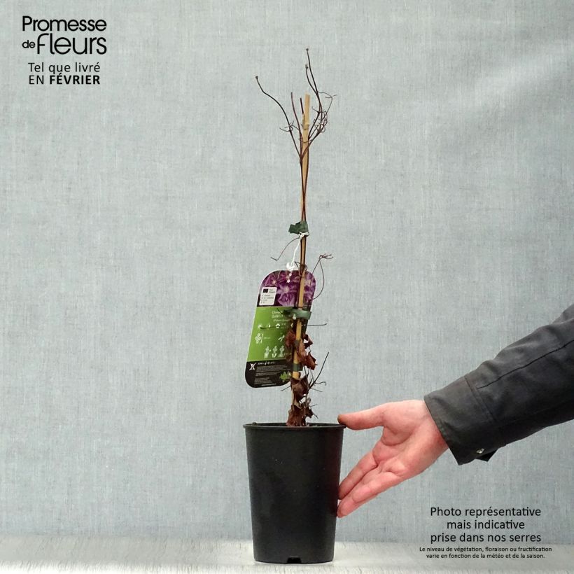 Spécimen de Clématite - Clematis Palette  Pot de 2L/3L tel que livré en hiver