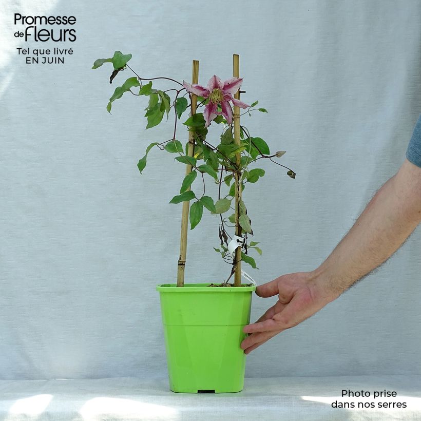 Spécimen de Clématite - Clematis Patricia Ann Fretwell  Pot de 1,5L/2L tel que livré en été